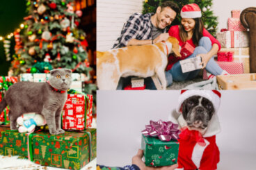 Pomysły na prezenty świąteczne dla zwierząt na święta