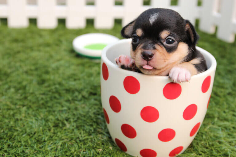 Psy teacup