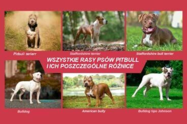 Wszystkie rodzaje ras psów "pitbull" i ich charakterystyka