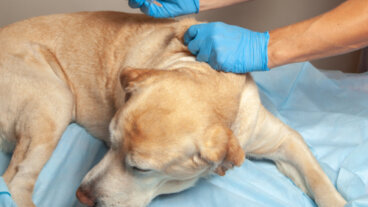 Zapalenie trzustki u psów - zapobieganie i leczenie