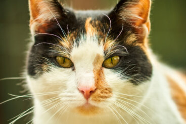 Trójkolorowe koty: samiec czy samica?