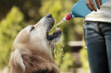 Napoje izotoniczne dla psów: jak nawodnić psa podczas fali upałów?