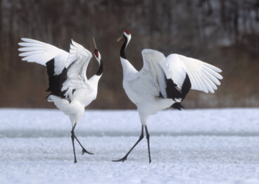 Rozmnażanie ptaków: co oznacza taniec zalotów?