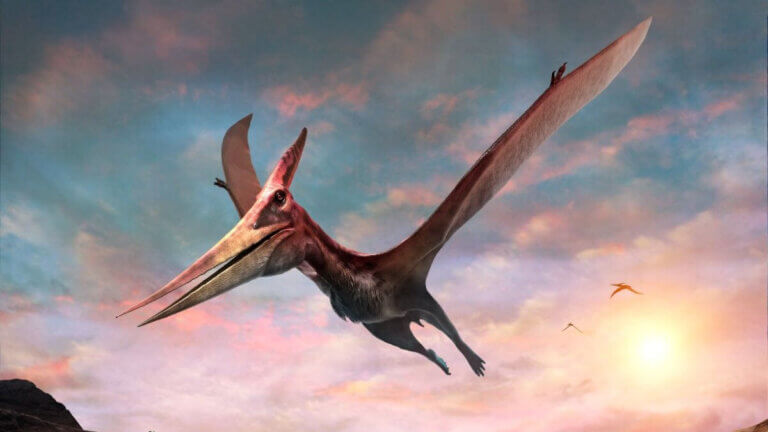 Pteranodon, prehistoryczne zwierzęta.