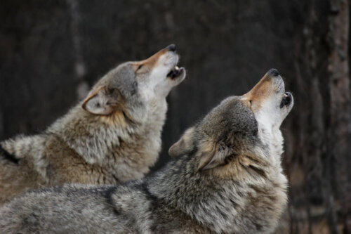 Wyjące wilki