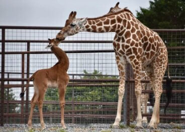 Jedyna na świecie żyrafa bez plam urodziła się w zoo w Tennessee