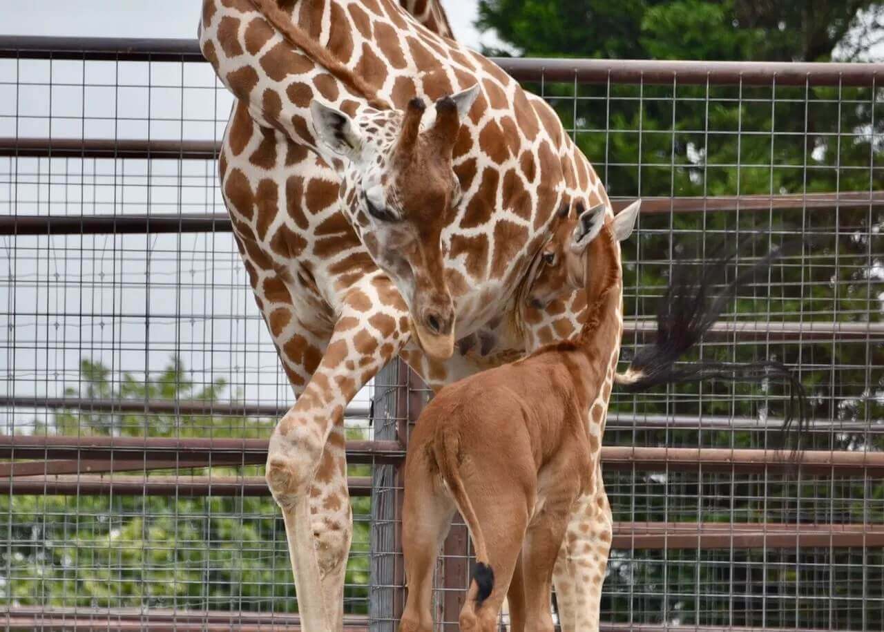 Żyrafa z młodym.