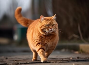 Nadwaga u kotów: jak osiągnąć idealną wagę zwierzęcia