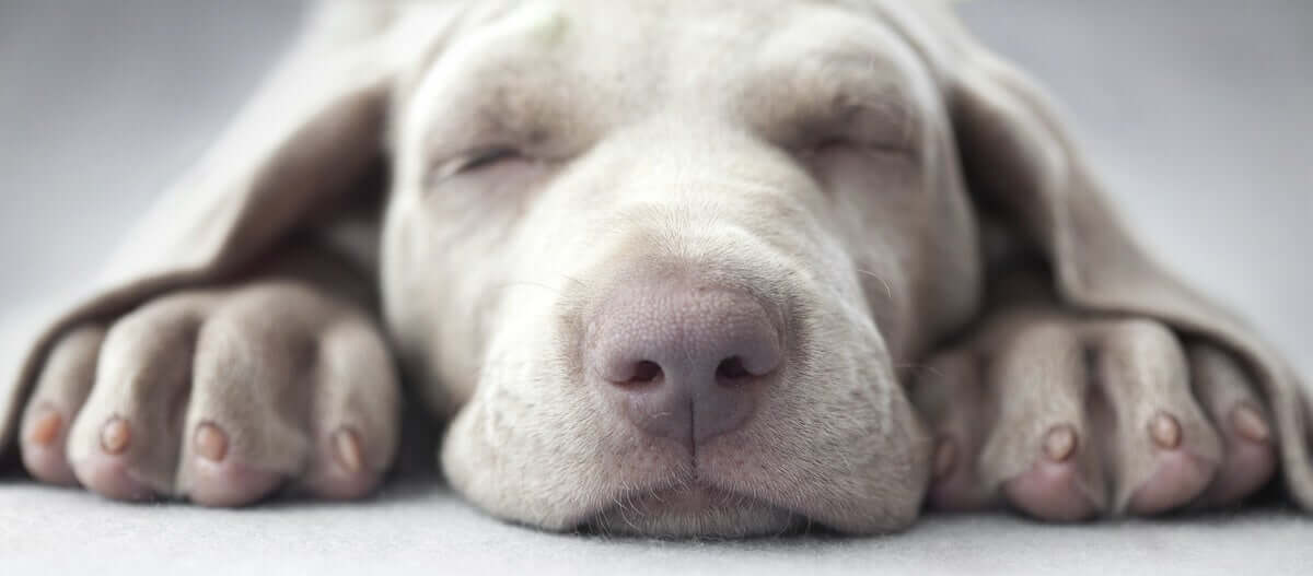 a narcolepsia canina