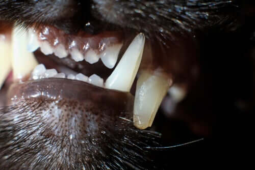 Peculiaridades dentárias dos gatos
