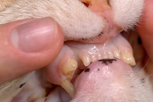 O que causa a dor de dente em um gato?