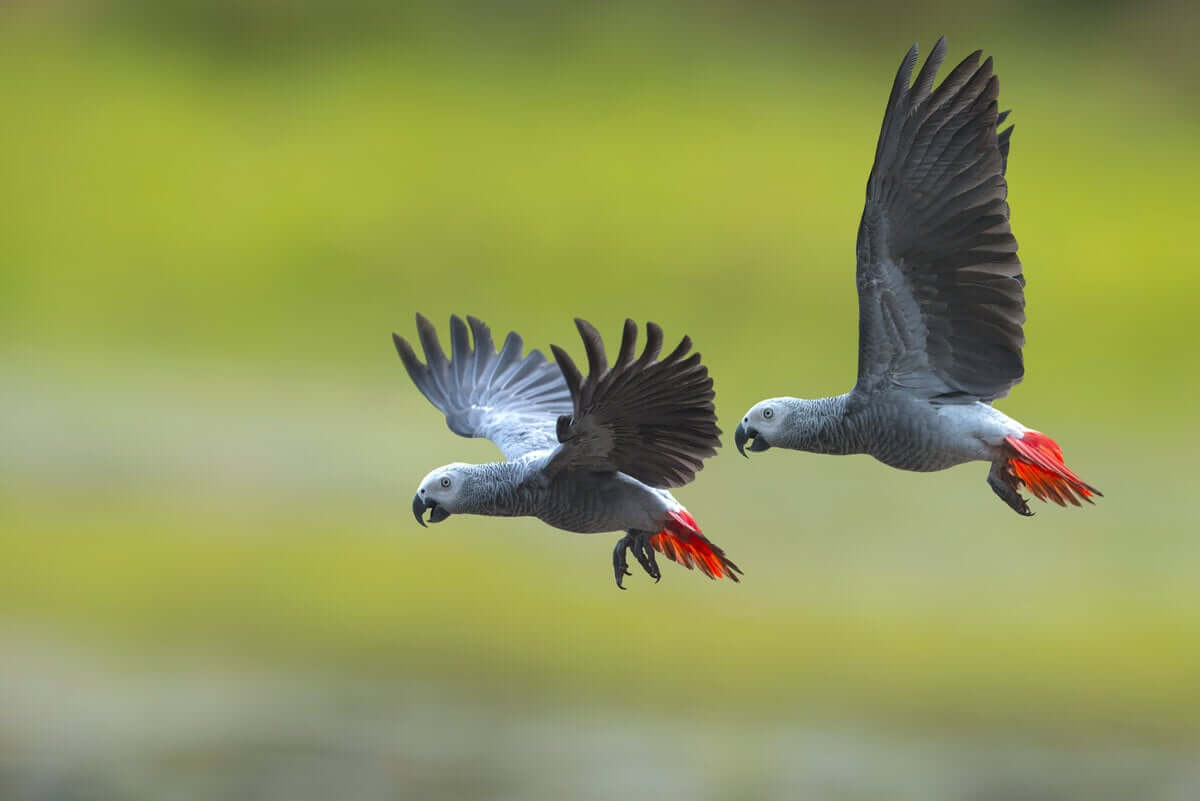 O papagaio-cinzento africano: uma espécie ameaçada