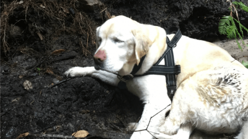 Blind labrador retriever överlever i skogen i en vecka