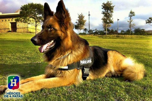 En alert polishund