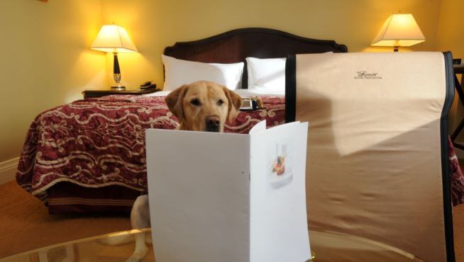 Hund beställer room service
