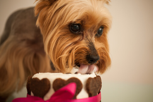 Varför du aldrig bör ge sötsaker till hunden