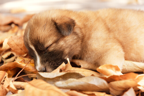 Vad sovstilen berättar om hundens personlighet