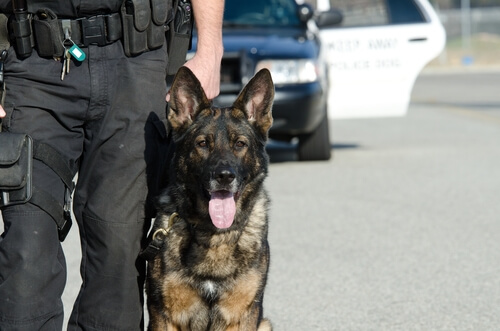 Hund tillsammans med polis