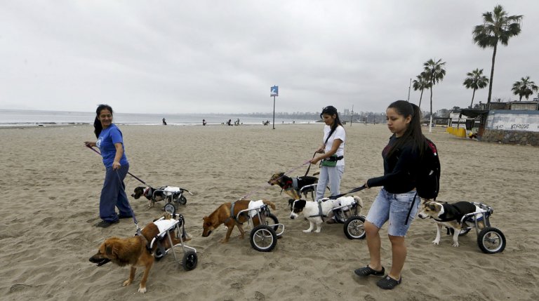 Handikappade hundar på stranden