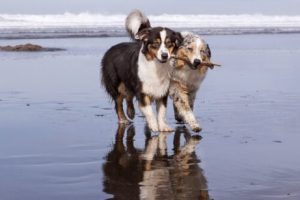 Adoption: kan två hundar vara bättre än en?