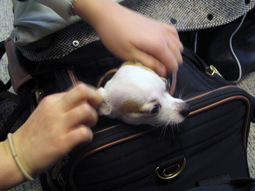 Hund i handbagage