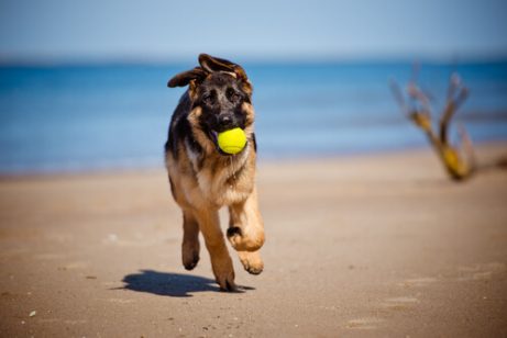 Springande hund på stranden