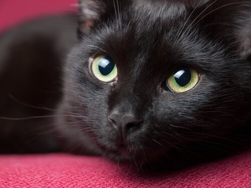 Svart katt med fina ögon