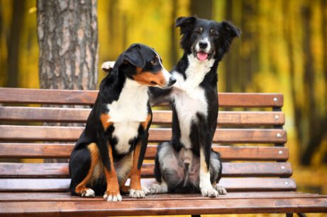 Två hundar på bänk