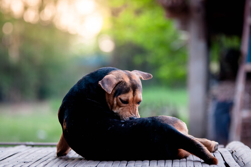 Djurhälsa 101: Hundar som slickar sig tvångsmässigt