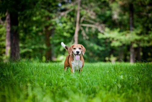 Beagle i skog