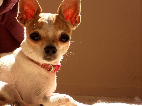 Chihuahua som sittar mot kameran.