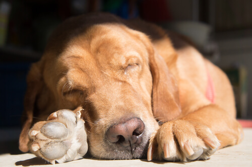 Hur hundar tar sig an olika ställningar att sova i
