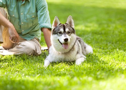 Hund som sitter i gräset