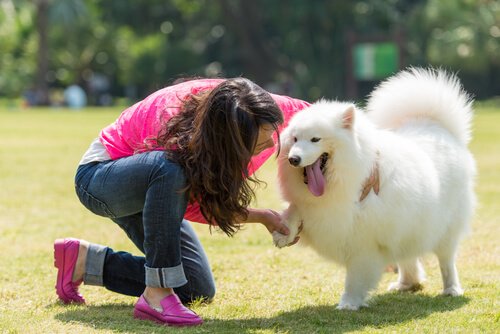 Reflektion om husdjur: människans bästa vän är hunden