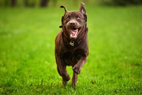 5 tips för att kontrollera en hyperaktiv hund