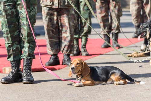 Hundar och militärer