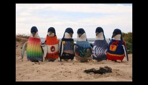 109-årig man stickar små tröjor åt pingviner