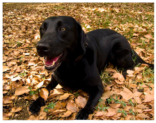 Svart labrador bland löv
