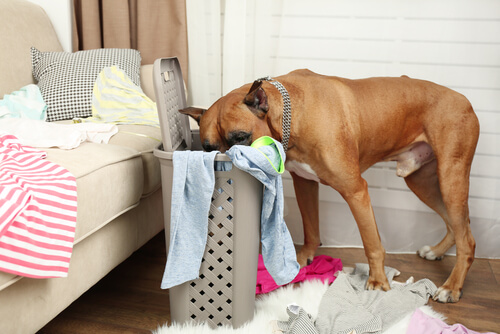 Hund stökar i tvätt
