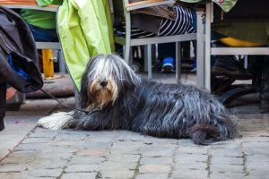 En restaurang för hundar har öppnats i Tyskland