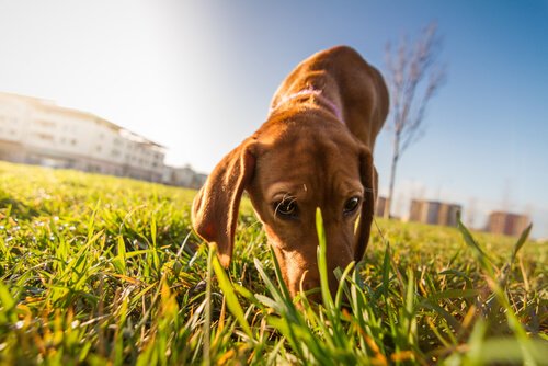 Hund luktar i gräset