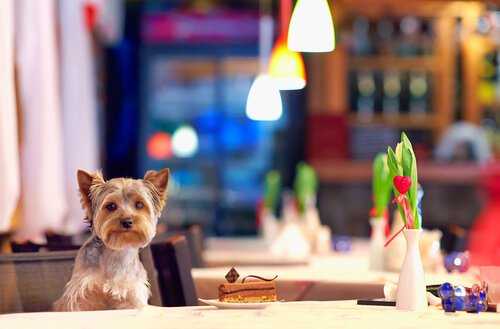 Hund på restaurang