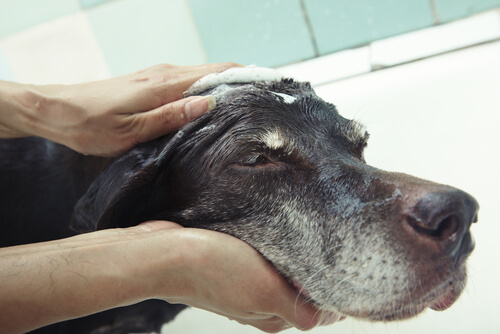 Hur man kan tvätta sin hund utan att ta ett bad