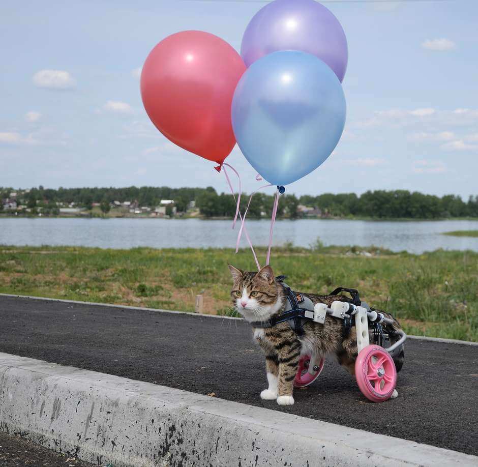 Katt med rullstol och ballonger.