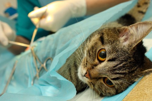 sterilisering av katt