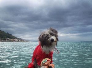 En hund som älskar havet: möt fantastiska Nirvana