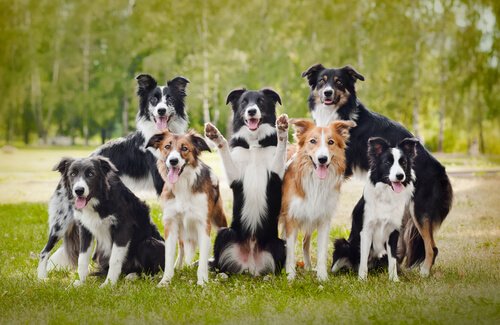 21 förbluffande och rolig fakta om hundar – del 2