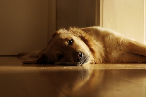 Hund solar på golvet