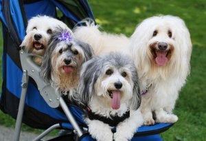 De 3 farorna med att förmänskliga hundar