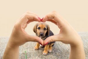 Allt din hund vill göra är att ge dig sitt hjärta